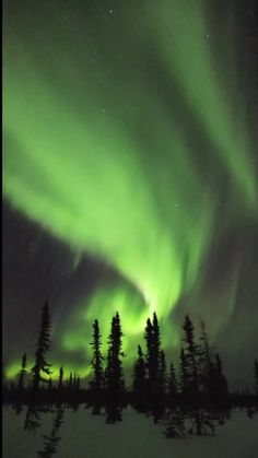 the northern lights shine brightly in the sky above trees