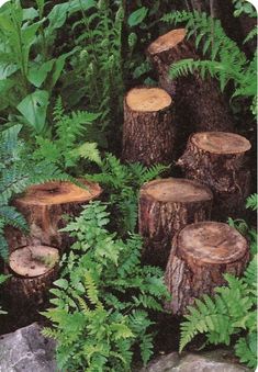 several pieces of wood that have been cut down in the woods with ferns around them