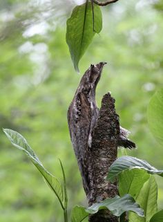 a bird perched on top of a tree branch next to green leafy trees in the background