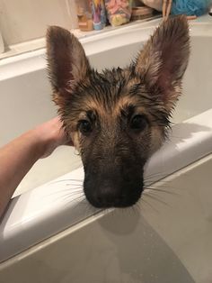 a dog is being washed in the bathtub with his head hanging over the edge