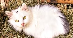 a white cat with green eyes laying in hay