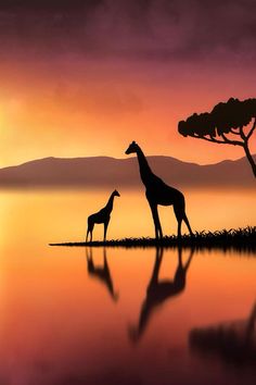 two giraffes and a baby are standing in the water as the sun sets