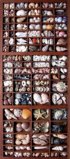 a wooden box filled with lots of different types of seashells in it's compartments