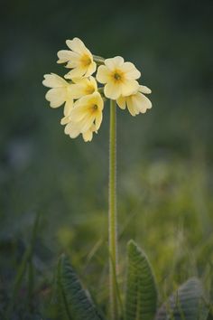 two yellow flowers are in the grass