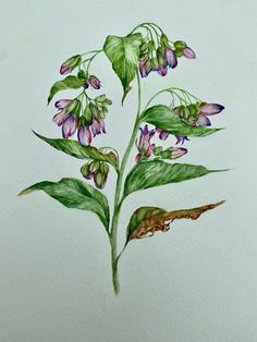 a drawing of a plant with purple flowers and green leaves