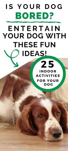 Brain Games 4 Dogs by Vi Dog Fun Activities, Fun Things To Do With Dogs Inside, Fun Activities To Do With Dogs, Dog Entertainment Ideas Diy, Entertain Dogs Indoors, Activities To Do With Dogs, Fun Activities To Do With Your Dog, Activities For Puppies, Indoor Activities For Dogs