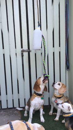 two dogs are playing with each other in front of a white fence and green grass