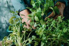 a person holding some plants in their hands