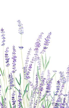 watercolor painting of lavender flowers on white background