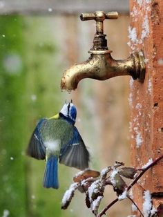 a bird that is sitting on a faucet and drinking water from the faucet