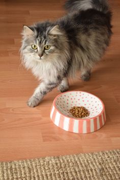 a cat standing next to a bowl with food in it on top of a wooden floor