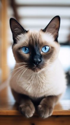 a siamese cat with blue eyes is sitting on a wooden table and looking at the camera