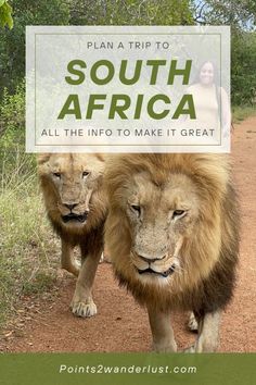 two lions walking down a dirt road with the words plan a trip to south africa all the info to make it great