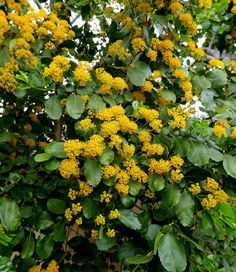 yellow flowers are blooming on the tree