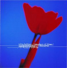 a single red tulip in front of a blue sky with the words john mellenn'ten days of blue written on it