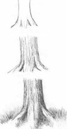 a pencil drawing of a tree trunk