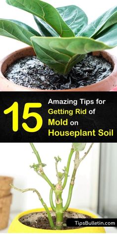 a potted plant with the title 15 amazing tips for getting rid of mold on your houseplant soil