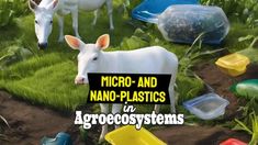 two white cows standing next to each other on top of green grass with plastic containers