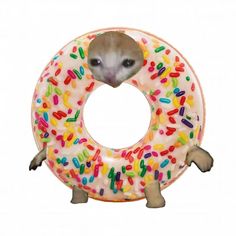 a hamster peeks its head out of a donut with sprinkles