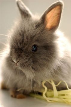 a small gray rabbit sitting on top of a pile of spaghetti next to it's head