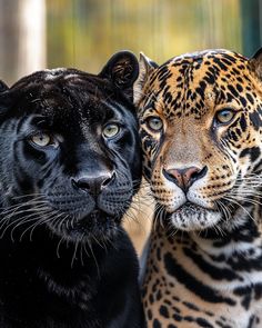 two black and one brown leopard standing next to each other