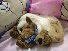 a dog is sleeping with its head on a teddy bear stuffed animal that's laying next to him