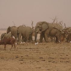 a herd of elephants standing on top of a dry grass covered field next to birds