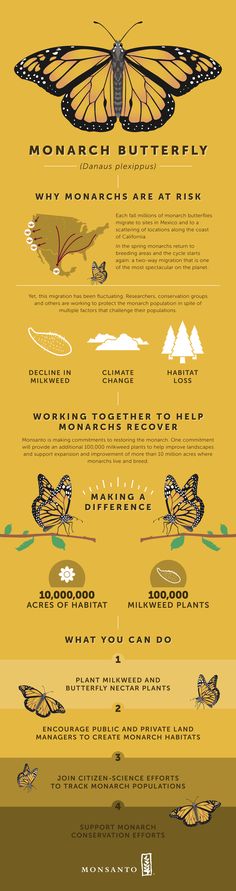 a poster with different types of birds on it's sides and the words, monarch butterfly