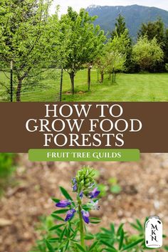 the cover of how to grow food forests, with an image of trees in the background