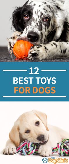 a dog chewing on a toy with the title 12 best toys for dogs overlayed