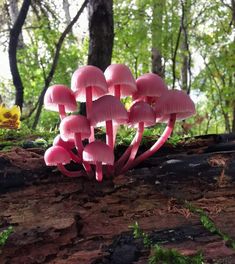 pink mushrooms growing out of the bark of a fallen tree