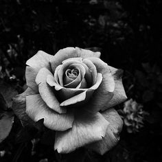 a black and white photo of a rose