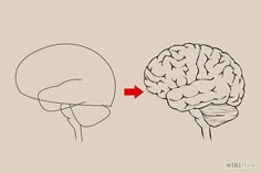 the side view of a human head with an arrow pointing to it's brain