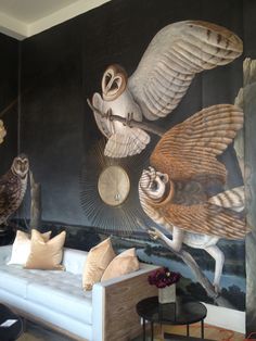 an instagram page with pictures of owls on the wall