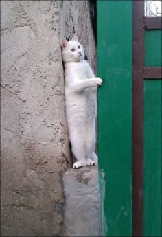 a white cat is standing on its hind legs and reaching up to the side of a building