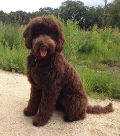 a brown dog sitting on top of a dirt road next to grass and bushes with trees in the background