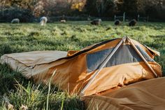 an orange tent sitting in the middle of a field with sheep grazing behind it,