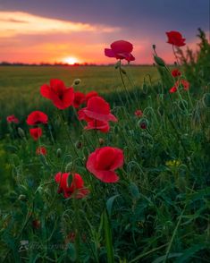 the sun is setting behind some red flowers