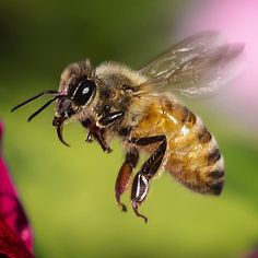 a close up of a bee on a flower with it's wings spread out