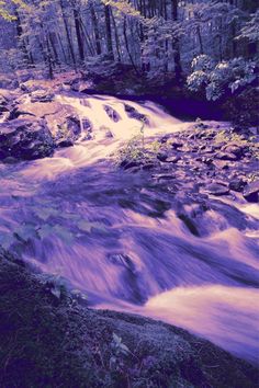 a stream running through a lush green forest