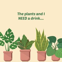 there are many potted plants in the same row and one is saying, the plants and i need a drink