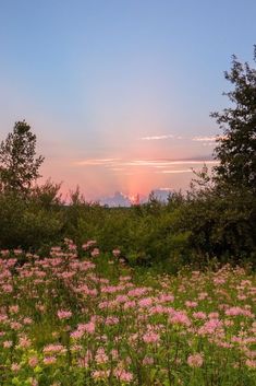 the sun is setting over some trees and wildflowers in an open field with pink flowers