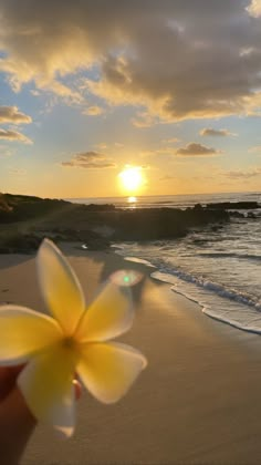 a person holding up a flower in front of the ocean at sunset or sunrise time