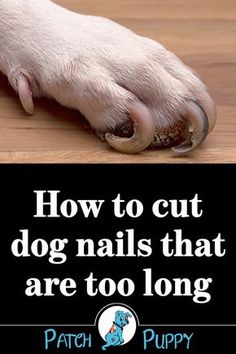 a dog's paw with the words how to cut dog nails that are too long