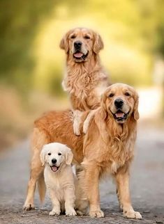 two golden retriever puppies standing on top of each other