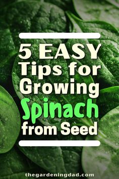 spinach plants with the words 5 easy tips for growing spinach from seed