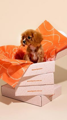 a small brown dog sitting inside of a box on top of some orange paper bags