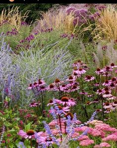 a garden filled with lots of different colored flowers