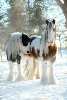 two small horses standing in the snow next to each other on a field covered with snow