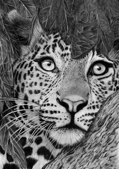 a black and white drawing of a leopard